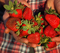 strawberries in hands