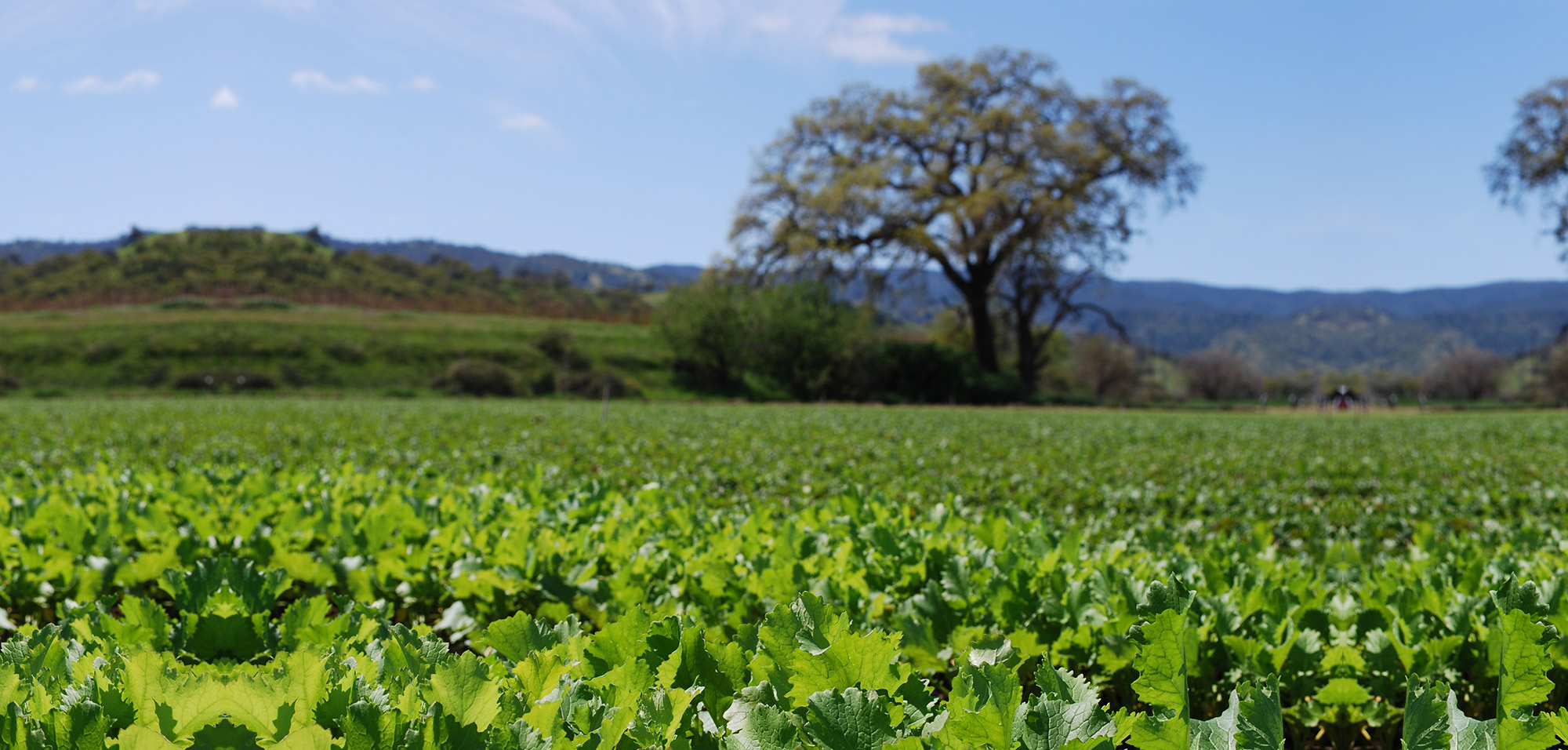 growing field