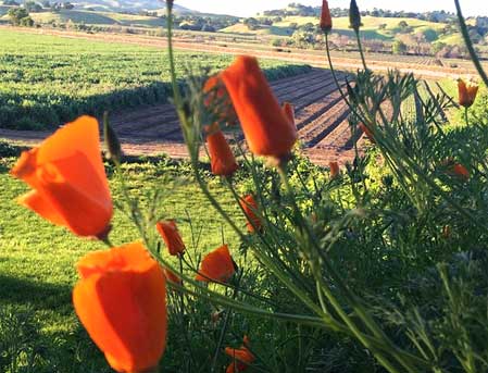 flowers overlooking fields