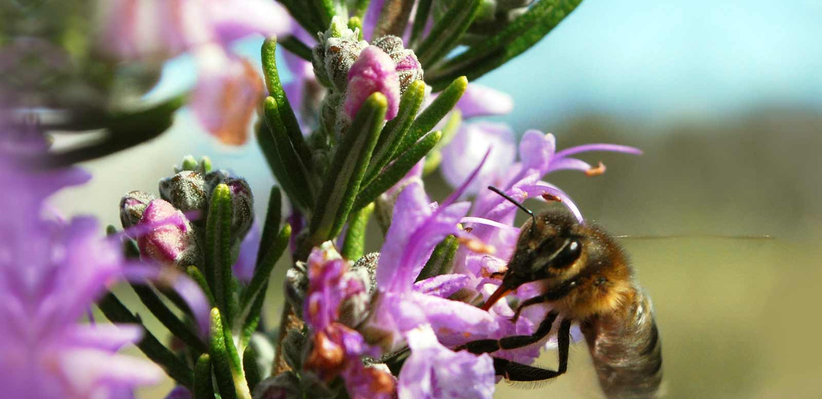 bee pollinating flower