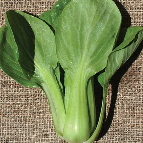 bok choy