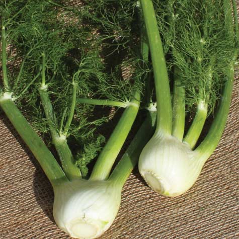 Fennel