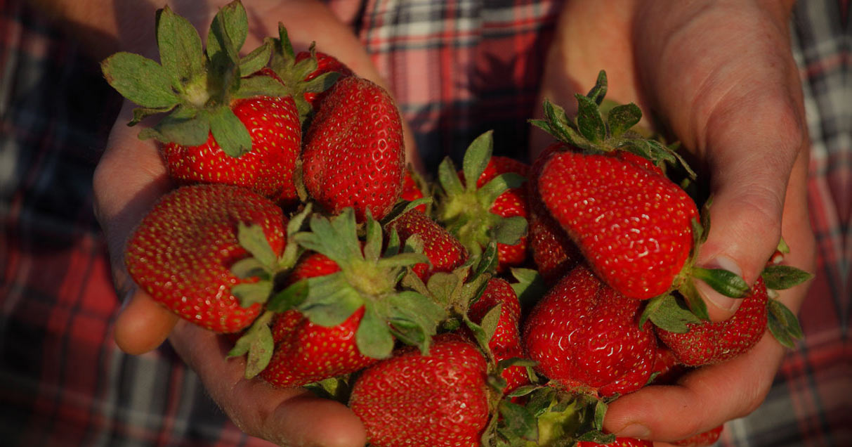 holding strawberries with two hands