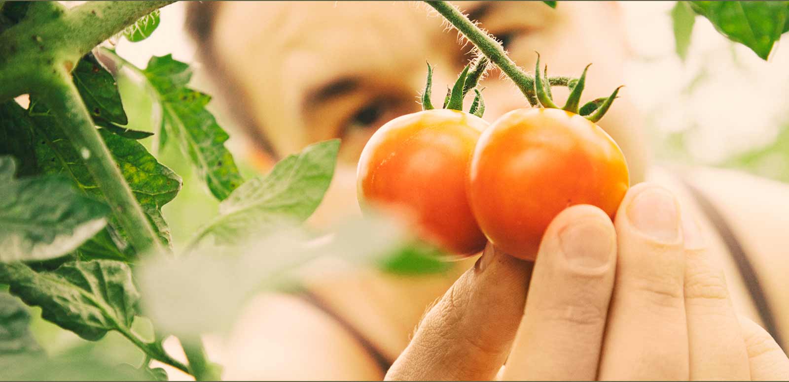 tomato picking