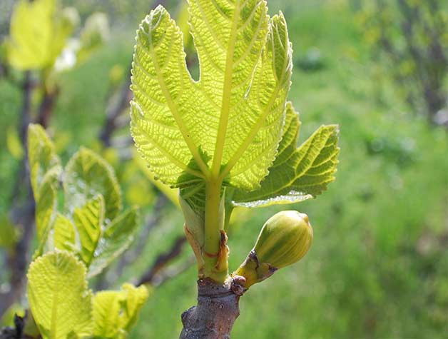 tip of branch bud