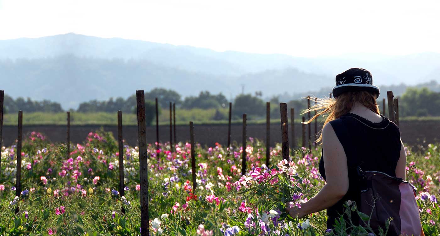 choosing organic flowers